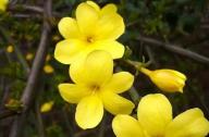 如何區(qū)分迎春花和連翹花？