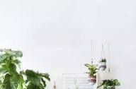 家庭綠植如何擺放更出彩？