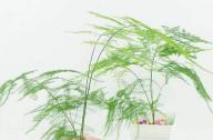 室內(nèi)如何科學(xué)的養(yǎng)殖文竹？