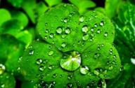 裝修后用植物吸收有害氣體能否達(dá)到預(yù)期效果？