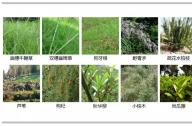 如何選擇岸邊陸生植物？