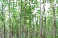 世界上最高而且生長(zhǎng)最快的樹(shù)：杏仁桉樹(shù)