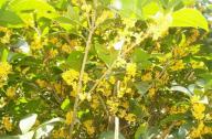園林植物桂花的產(chǎn)地、形態(tài)以及園林用途