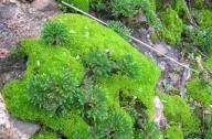 “石頭植物”的名稱是怎么得來的？