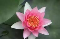 為什么千年古蓮能開花？