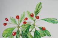 最新研究顯示植物像人類一樣具有學習能力