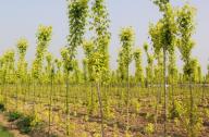 園林綠化工程苗木計(jì)量方法