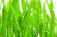 隔音植物有哪些？不易燃燒的植物有哪些？