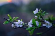 中性強(qiáng)耐蔭植物有哪些？