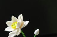 如何栽植碗蓮？