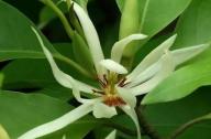 治療咳嗽的植物：白蘭花、丁香、藿香