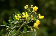 清肝明目，潤腸通便的植物：決明子、菊花