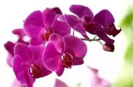 過年家里養(yǎng)什么植物風水好？