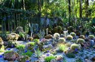1月20日，中國科學院西雙版納熱帶植物園一年一度的多肉展如約而至