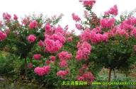 園林設(shè)計中的植物文化概念